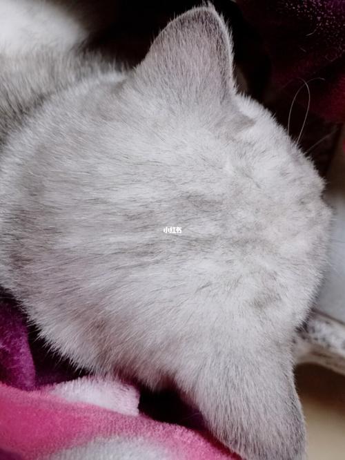 可爱的小脑袋瓜_银渐层_瓜子_暖宝宝_宠物_猫