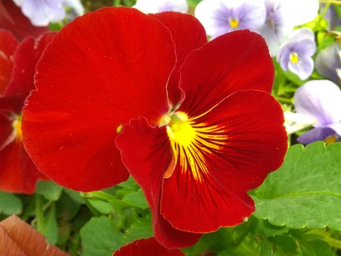 红蝴蝶花vv首发