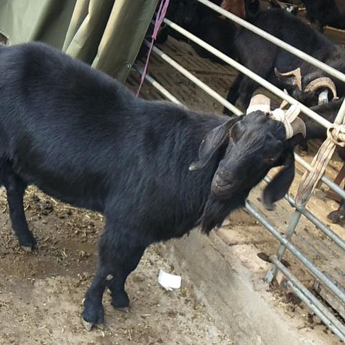 努比亚羊 黑山羊,努比亚黑山羊,种公羊