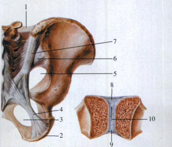 图39 骨盆的韧带(后面观)-人体解剖学实验-医学