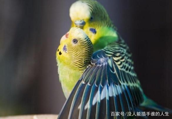 虎皮鹦鹉披着虎皮的街头霸王这种鸟饲养时要格外用心