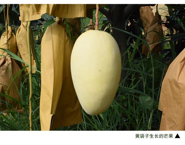白色芒果