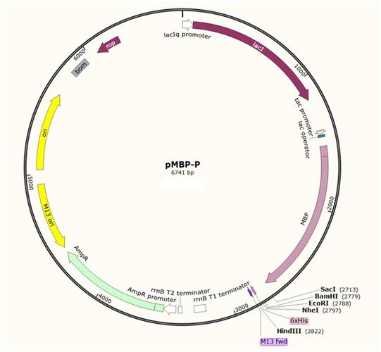 质粒分类 : 大肠杆菌载体;pet系列表达质粒 质粒大小 : 6741bp 质粒
