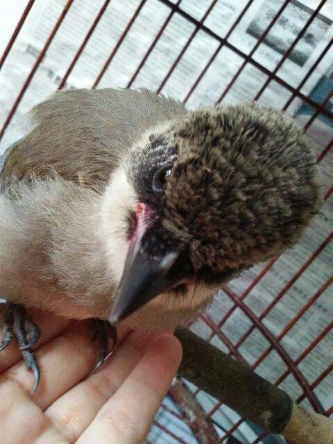 灰喜鹊幼鸟怎么喂养?没想到还是个杂食性动物