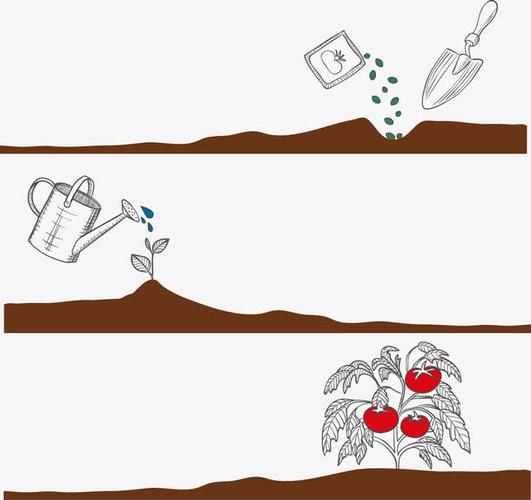 关键词 : 矢量,手绘,种植,西红柿,浇水,播种,收获
