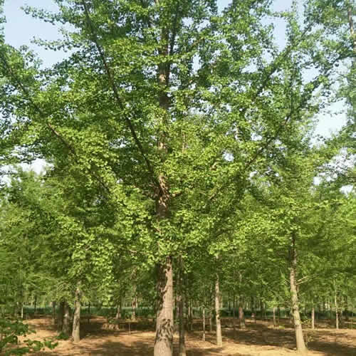 常年低价出售3-80公分实生银杏树,3-40公分嫁接银杏树,我苗圃以"自产