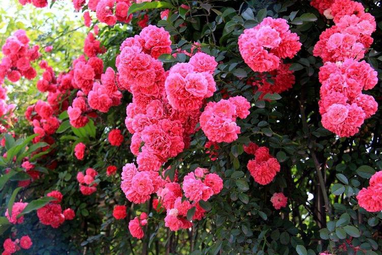 红花野蔷薇