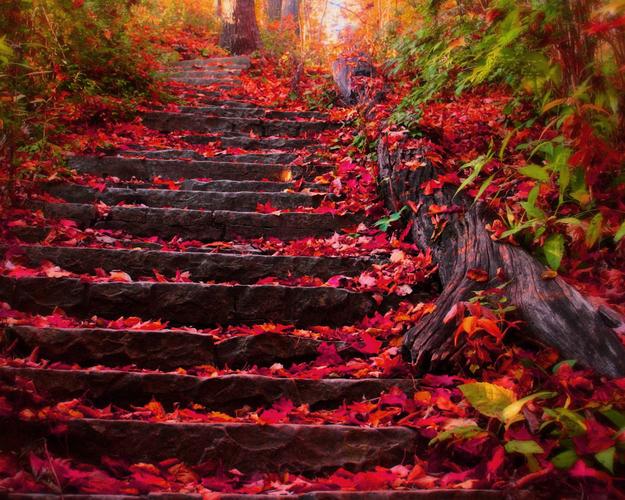 秋天之秋季树叶宽屏桌面壁纸高清大图预览_[1280x1024]尺寸分辨率