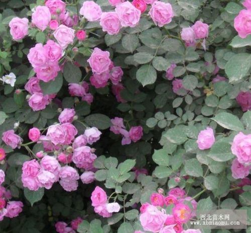 出售红花蔷薇