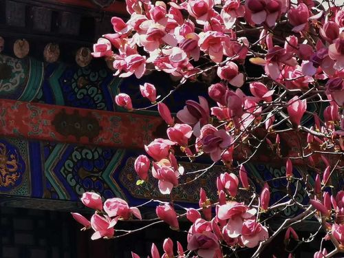 玉澜堂,玉兰放 此处无人再断肠 繁花朵朵竞相开 催人奋发又图强