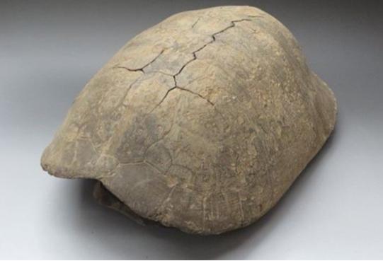 古近纪茂名无盾龟化石