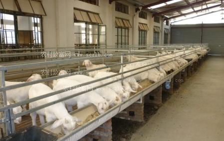 圈养羊技术,如何圈养羊