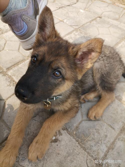 德牧和马犬混犬串儿才一个月大就立耳了是不是太早了呢