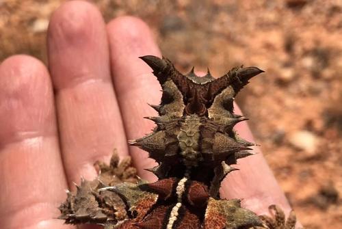 熊猫蚂蚁,低地斑纹马岛猬,澳洲魔蜥,神奇的带刺动物你