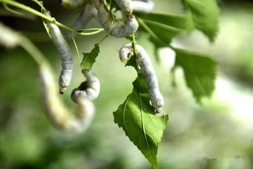 乐里镇高平村蚕房里,蚕宝宝在吃桑叶.