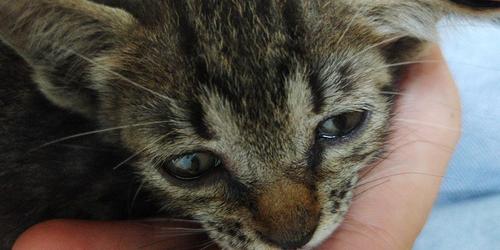 [领养]黑色虎斑猫一个月