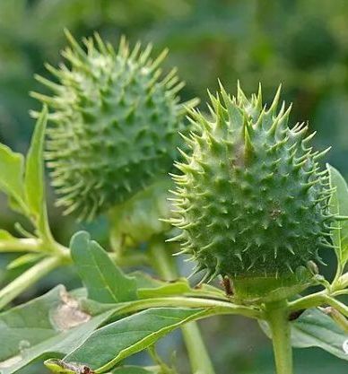 (资料图,曼陀罗果)