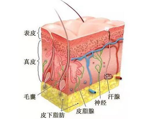 时尚生活 首页健康 健康 正文(1)Ⅰ度烧伤:损伤表皮浅层,包括角质层