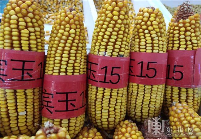 其中被经销商,种植大户,农民追捧青睐的品种有早熟玉米华庆206,大豆