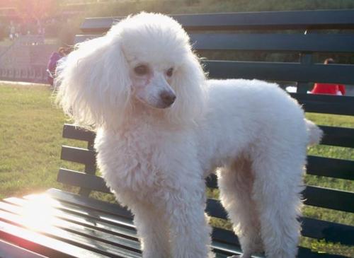 贵宾犬也称,贵妇犬,体型不大