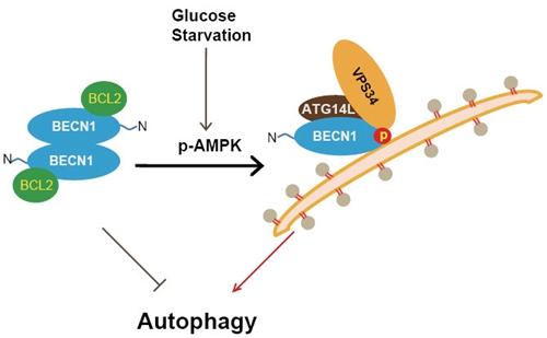 上海生科院发现ampk信号调控自噬的新机制