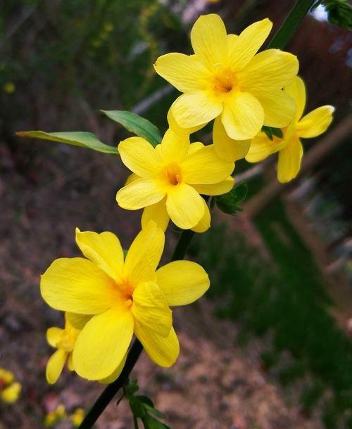 吕梁实验幼儿园美术特色《迎春花》