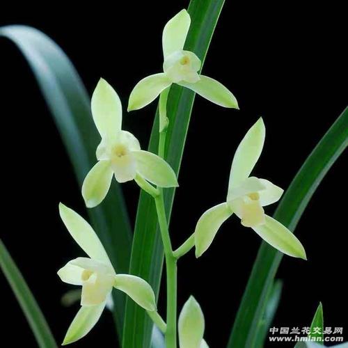 发8组七仙女,喜欢兰友随心拍!-建兰篇-中国兰花交易网