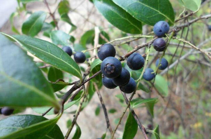 野生蓝莓苗乌饭子苗乌饭果苗南烛米饭树捻子苗盆栽盆景花卉果树