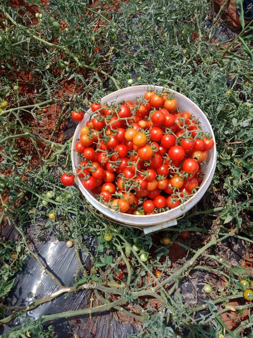 野生珍珠小西红柿,纯天然绿色食品