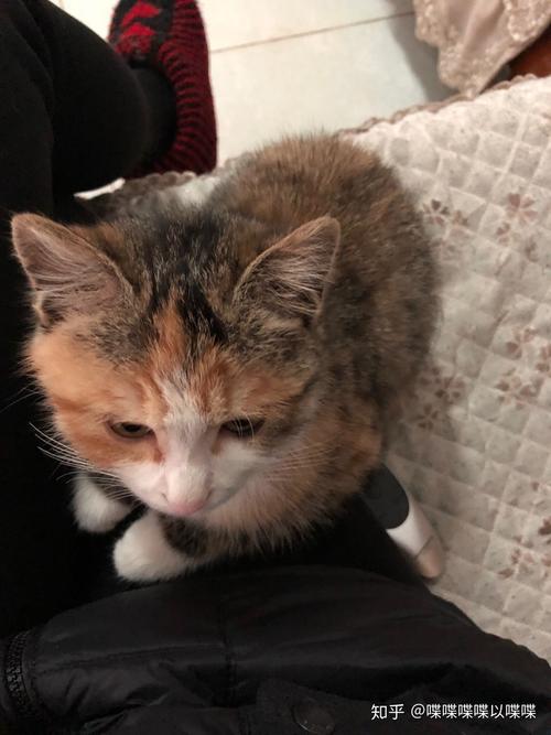 土匪猫要翻天啦!