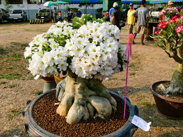 沙漠玫瑰的花语以及应该如何种植