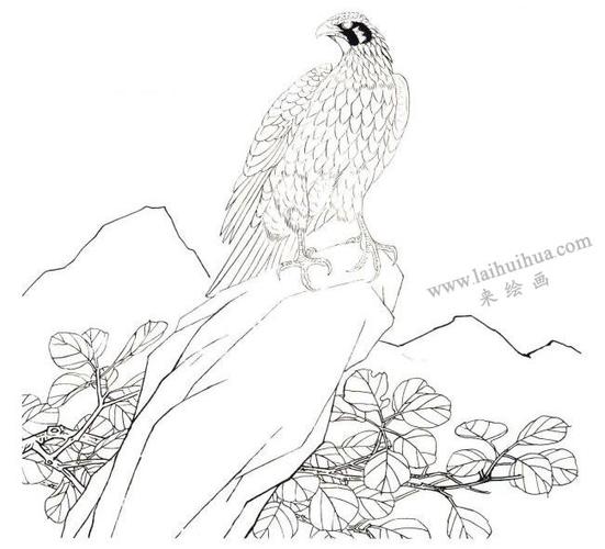 游隼工笔画法步骤