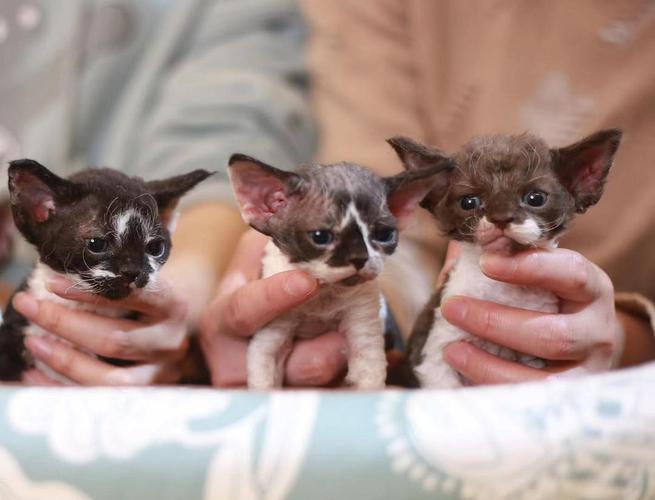 德文卷毛猫预订