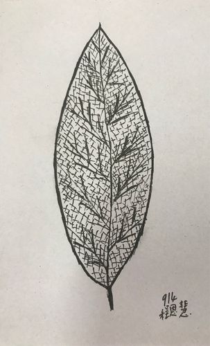 913.914叶子的变形纹样作业