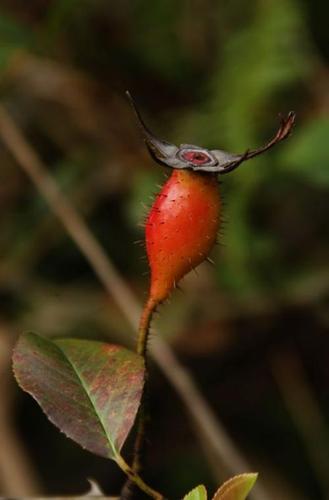 广西农村山上的野果,浑身是刺,却是强身健体的宝