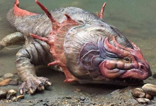 精选蝾螈图片大全,长得越好看就越危险(有毒)