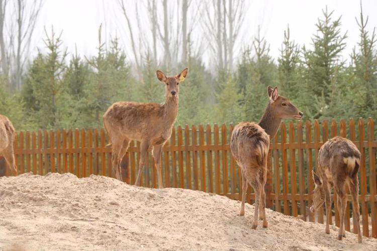 武威神州荒漠野生动物园"五一"