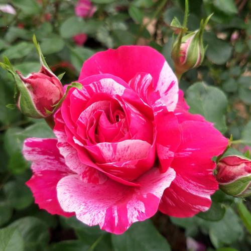 欧月大苗伊蕾莎斯特藤本月季大花浓香无刺爬藤蔷薇大苗庭院植物