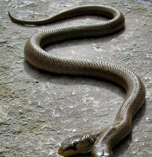 云南两头蛇,却只有1个头,我国特有无毒蛇