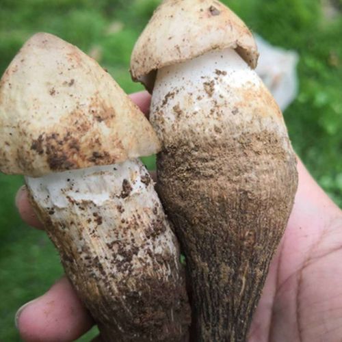 现挖云南野生菌鸡新鲜不开开伞大白鸡枞菌菇新鲜松茸