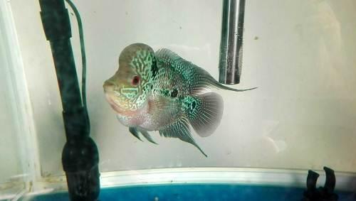 蛇纹马骝罗汉,红底,粉色头