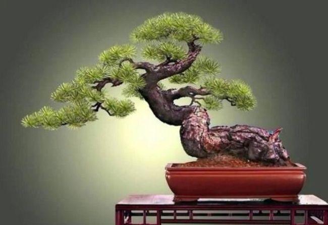 鬼斧神工赏盆景之九:临水式盆景