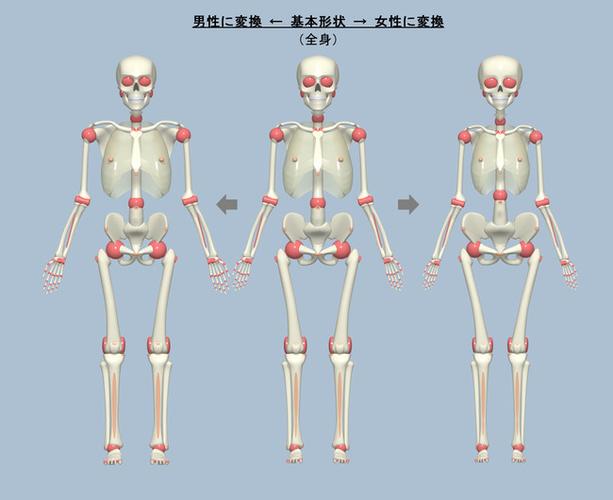 【推荐】漫画人体骨骼绘画教程