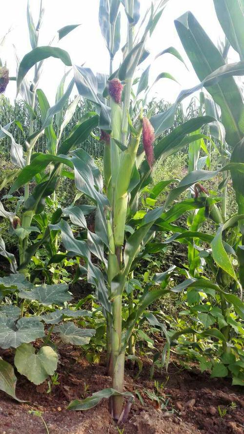 请问玉米一株上结三四个穗子有问题吗? 一株多穗有问题吗?