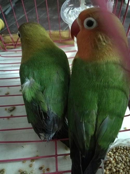 牡丹鹦鹉分公母