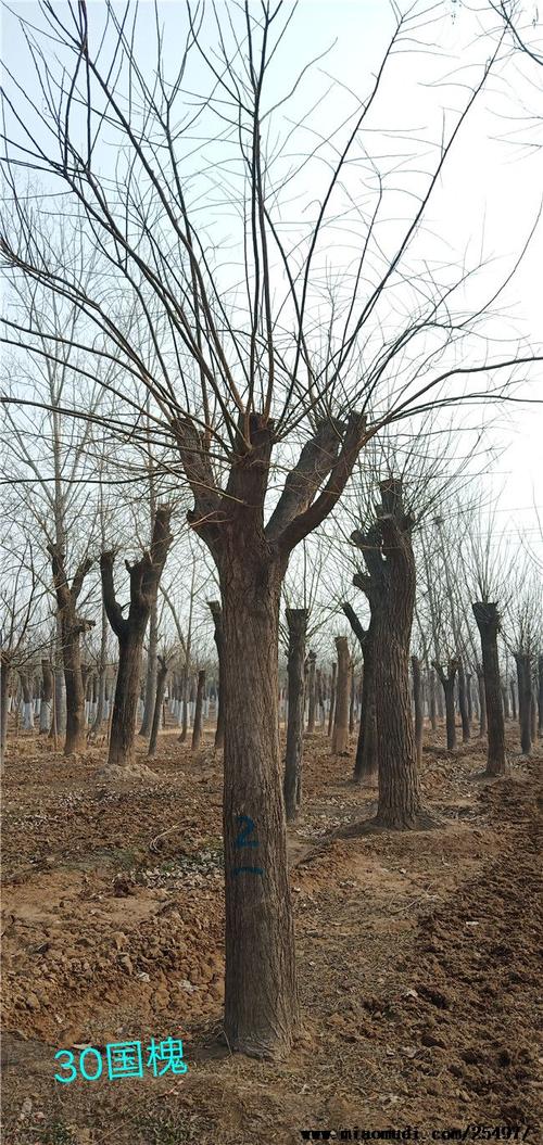 35公分国槐
