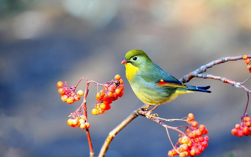 红果树上相思鸟高清壁纸