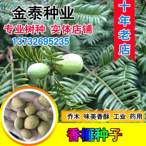 放心好店香榧林木榧子树种子野榧羊角