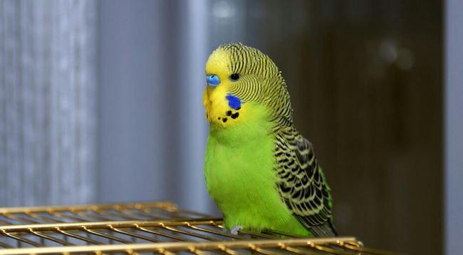 虎皮鹦鹉的寿命有多长饲养虎皮鹦鹉应该注意什么