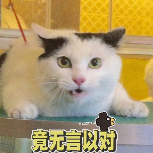猫咪表情包303无言以对不接受不了暗中观察wink